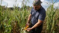 Sébastien Maylin, cultivateur de maïs, à Bazordan, dans les Hautes-Pyrénnées, le 24 août 2026. 
