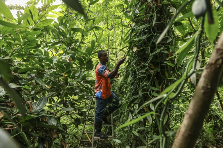 Ifrasio de Barros Rompao, producteur de cacao et de vanille inspecte des gousses de vanille dans un champ à Abade, à Sao Tomé, capitale de Sao Tomé-et-Principe, le 7 août 2026