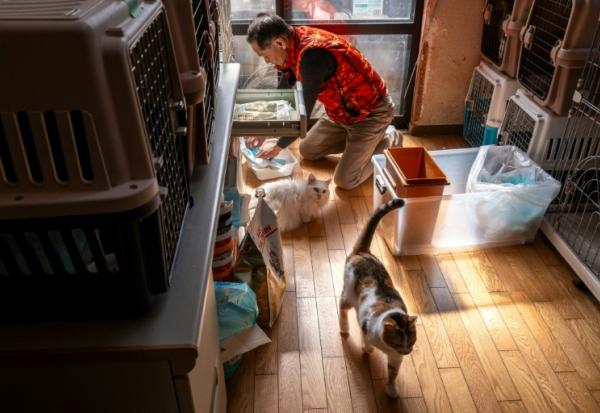 Toru Akama, ancien employé de centrale nucléaire, nourrit des chats dans son refuge pour animaux à Namie, dans la préfecture de Fukushima, le 5 mars 2026 au Japon