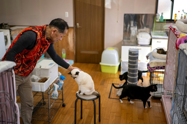 Toru Akama, ancien employé de centrale nucléaire, s'occupe des chats qu'il a recueillis lors d'un entretien avec l'AFP dans son refuge pour animaux à Namie, dans la préfecture de Fukushima, le 5 mars 2026 au Japon