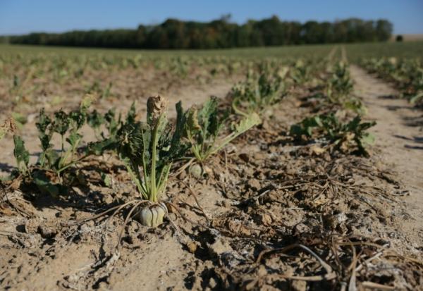 Un champ desséché de betteraves sucrières, à Maison-Rouge, en Seine-et-Marne, le 22 septembre 2026