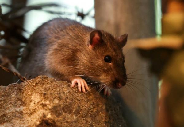 Un rat dans les rues de New York, le 1er août 2025