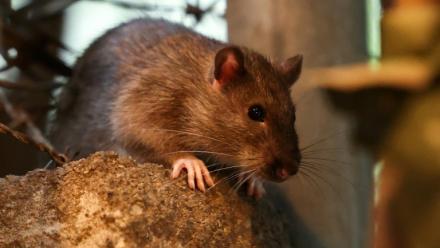 Un rat dans les rues de New York, le 1er août 2025