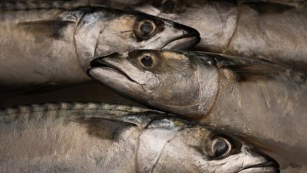 L'Union européenne a dénoncé un accord de pêche conclu entre le Royaume-Uni, la Norvège, les Iles Féroé et l'Islande, susceptible de causer des "dommages irréversibles à la population de maquereaux" en Atlantique Nord