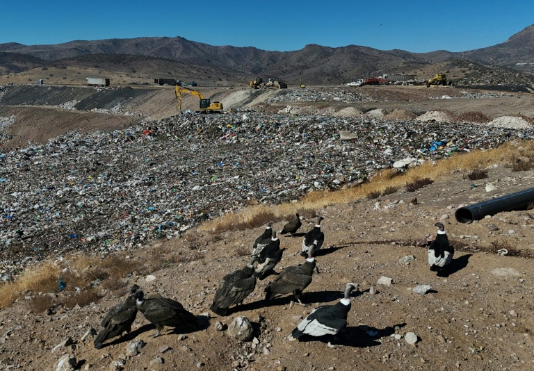 Des condors à la recherche de nourriture, à la décharge de Los Colorados exploitée par KDM Residuos, à Tiltil, au Chili, le 8 mai 2026