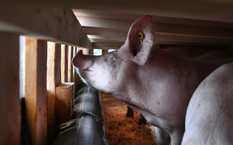 La loi en vigueur actuellement sur le transport des animaux permet des trajets allant de 8 à 28 heures selon les espèces, et sans obligation de pause pour les porcs