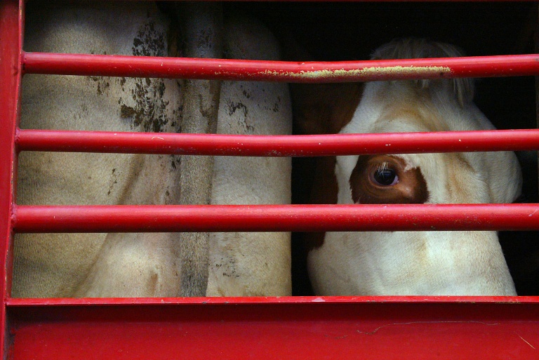 Les négociations sur une loi pour améliorer les conditions de transport des animaux en Europe sont bloquées