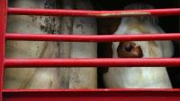 Les négociations sur une loi pour améliorer les conditions de transport des animaux en Europe  sont bloquées