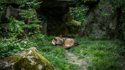 Un loup au Parc zoologique de Vincennes près de Paris le 17 avril 2026