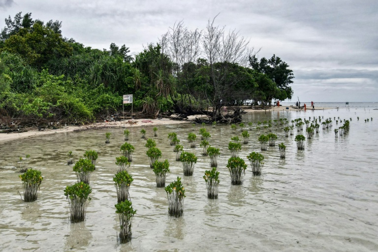 Des mangroves plantées par les habitants dans le but de ralentir l'érosion causée par la montée des eaux sur l'île indonésienne de Pari, le 23 février 2023