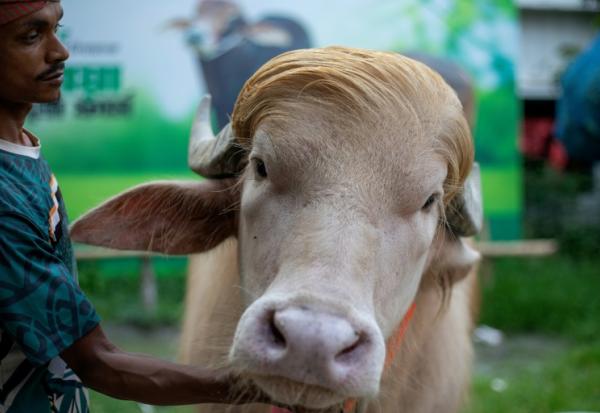 Un gardien s’occupe d’un buffle albinos surnommé "Donald Trump", sur cette photo prise le 17 mai 2026, à l'approche de l’Aïd al-Adha dans un élevage de bétail à Narayanganj au Bangladesh