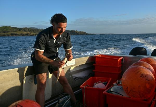 Charlie Kerr, membre du programme de surveillance des requins, prépare des lignes équipées d'hameçons appâtés reliées à des bouées connectées, le 10 novembre 2025 près de Coffs Harbour, en Nouvelle-Galles du Sud, en Australie