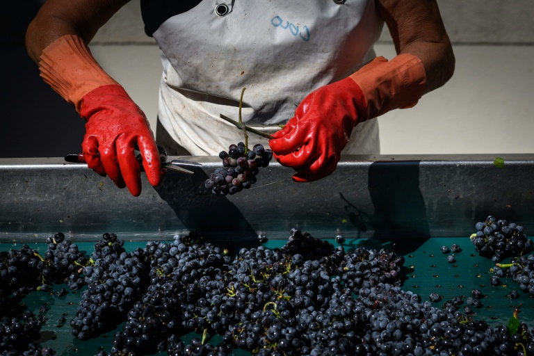 Des employés trient des grappes fraichement récoltées à Savingy-les-Beaune, en Bourgogne, le 2 septembre 2026
