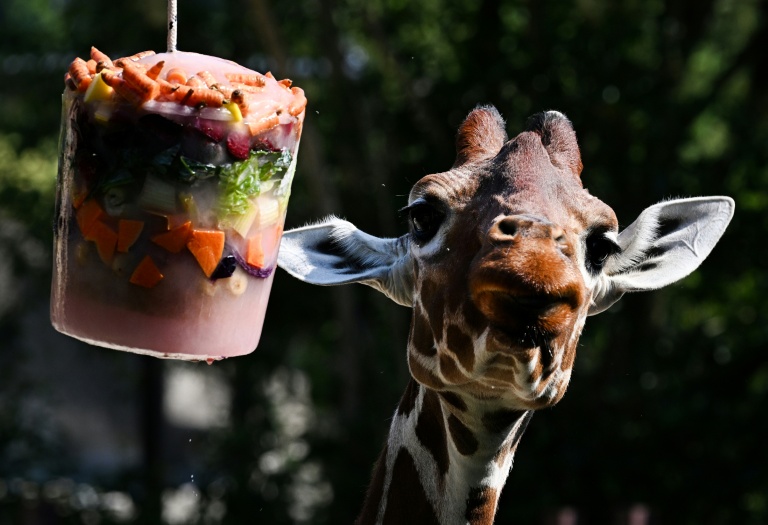 Une girafe mange des fruits et légumes glacés au jardin zoologique de Rome, le « Bioparco », pendant une vague de chaleur, le 26 juin 2026