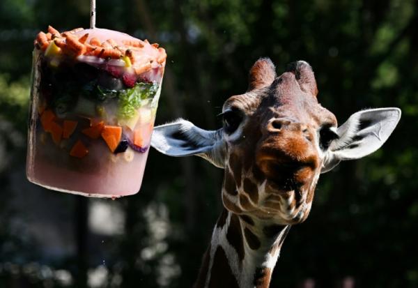Une girafe mange des fruits et légumes glacés au jardin zoologique de Rome, le « Bioparco », pendant une vague de chaleur, le 26 juin 2026