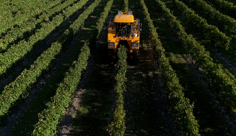 Bouleversée par les dérèglements climatiques, la production mondiale de vin devrait en 2025 être de nouveau 