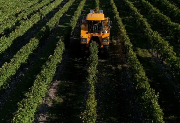 Bouleversée par les dérèglements climatiques, la production mondiale de vin devrait en 2025 être de nouveau "bien en-deçà des moyennes récentes"