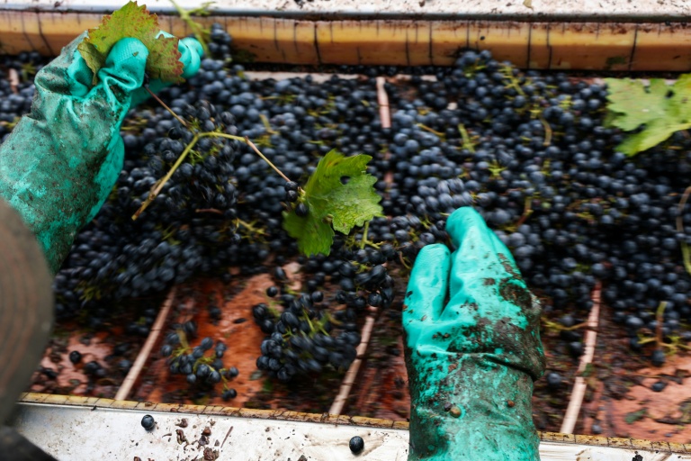Vendanges dans un vignoble de la Central Valley à Lodi, en Californie, le 13 octobre 2025