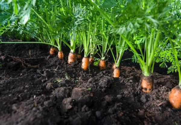 Bonduelle : une annonce surprise