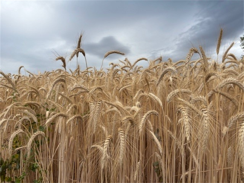 Gazole non routier : jusqu'à 35 cts/litre de soutien aux agriculteurs