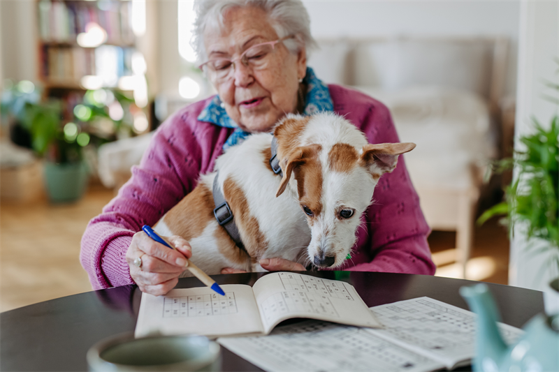 Pet Service Holding : baisse de la rentabilité au 1er semestre