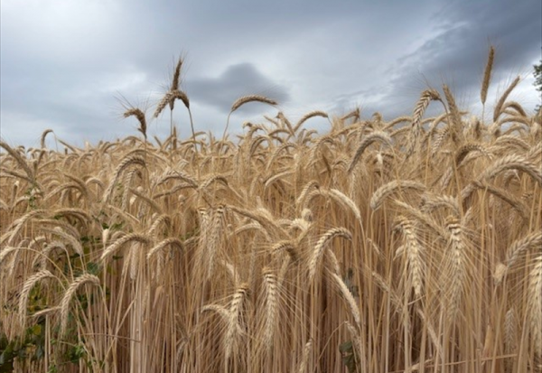 Winfarm : à venir en 2026...